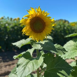 Meet your Posher, Brandy